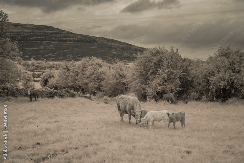Fototapeta premium Kuh mit Kälbchen in Irland - Infrarot