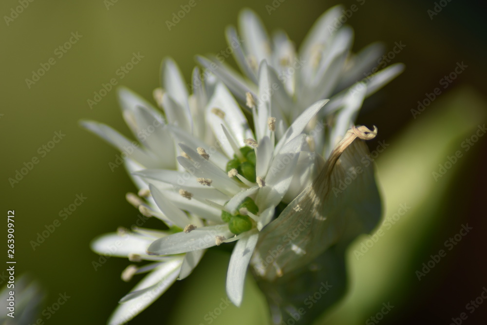 Blühender Bärlauch (Allium ursinum) - Bärlauchblüten Blühender Bärlauch (Allium ursinum) - Bärlauchblüten