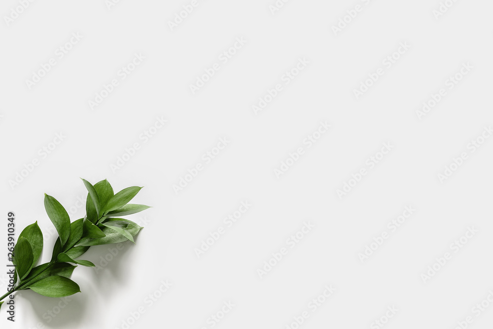 Branch with green leaves on white background