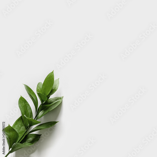 Branch with green leaves on white background