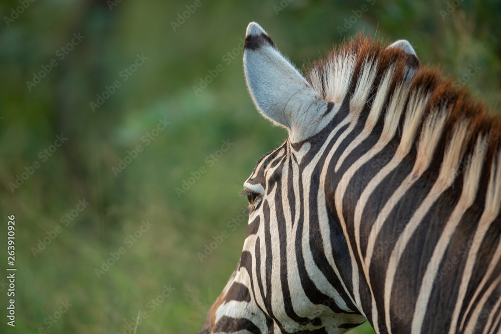 Naklejka premium Zebra in the grass with early morning glow.