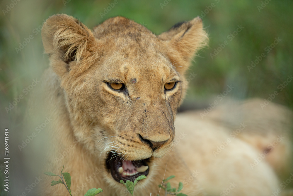 Lion pride in the light of late afternoon Lion pride in the light of late afternoon