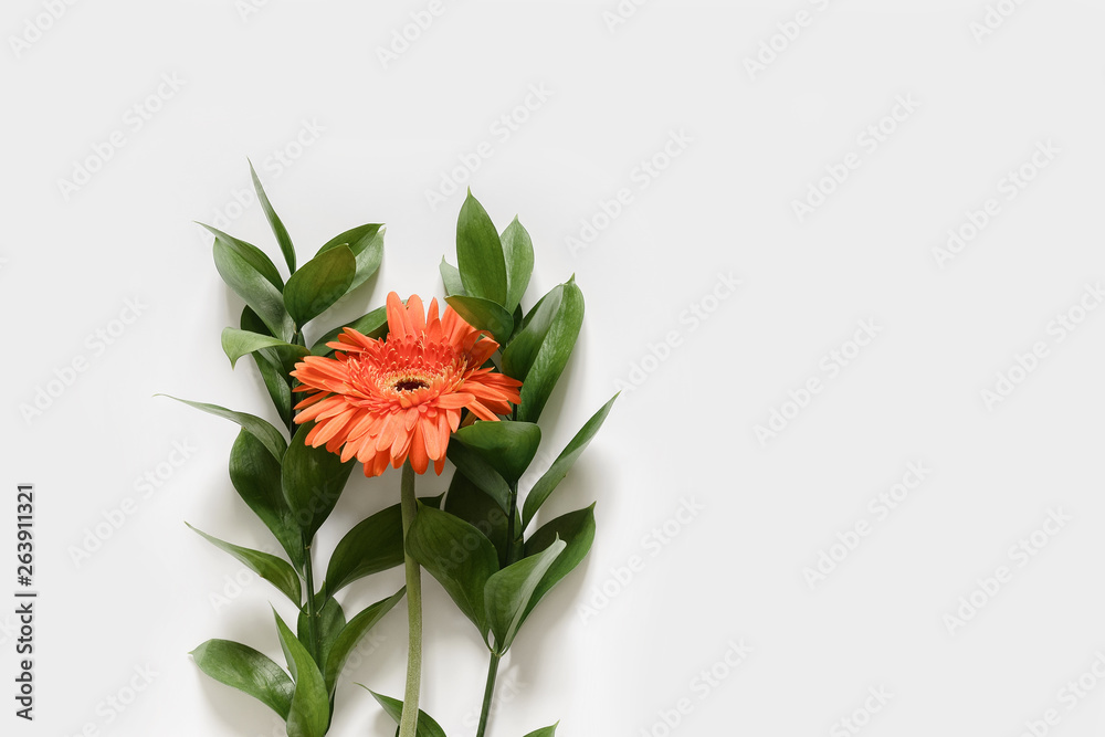 Red flower gerbera and branches with green leaves on white background