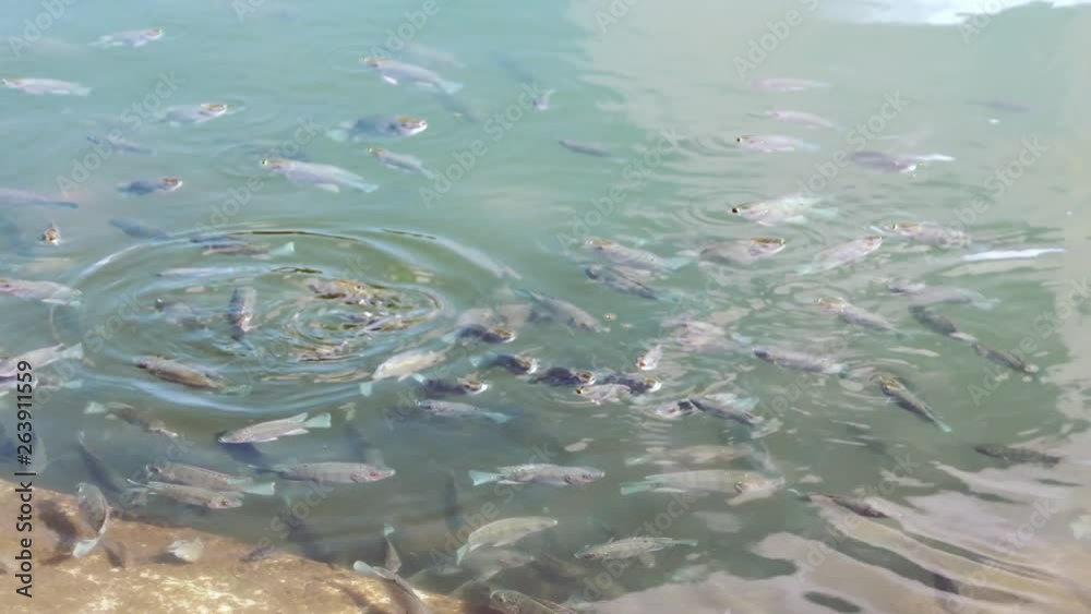 A huge amount of fish swimming chaotically in a clear lake A huge amount of fish swimming chaotically in a clear lake