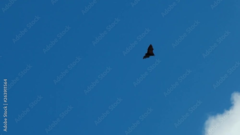 A big flying fruitbat on a sunny day A big flying fruitbat on a sunny day