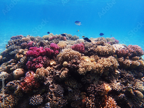 coral reef in egypt