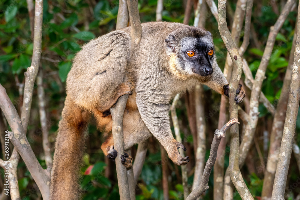 Naklejka premium The common brown lemur - Eulemur fulvus .in its natural environment in Madagascar