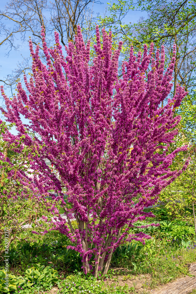 Cercis chinensis avondale-chinesischer Judasbaum