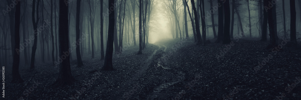 dark forest panorama, path in magical scary forest at night - obrazy, fototapety, plakaty 