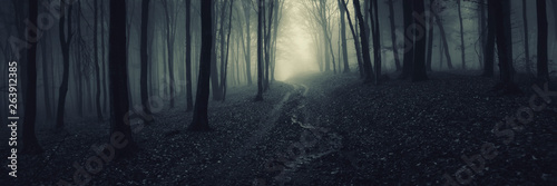Fototapeta dark forest panorama, path in magical scary forest at night