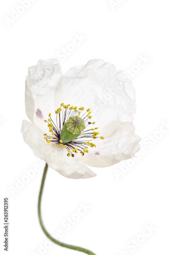 Single poppy isolated on white background.