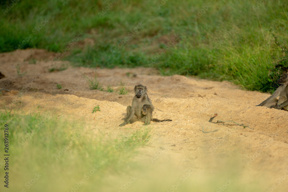Troop of baboons relaxing in the early morning sun shine Troop of baboons relaxing in the early morning sun shine