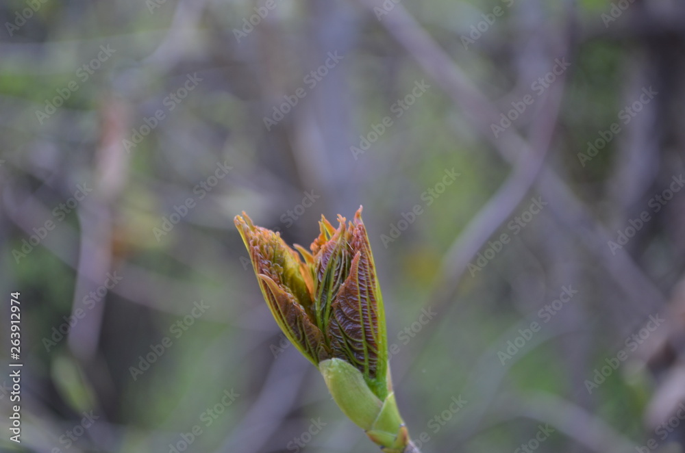green leaf on a branch in the forest green leaf on a branch in the forest