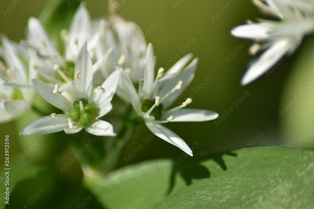 Blühender Bärlauch (Allium ursinum) - Bärlauchblüten Blühender Bärlauch (Allium ursinum) - Bärlauchblüten