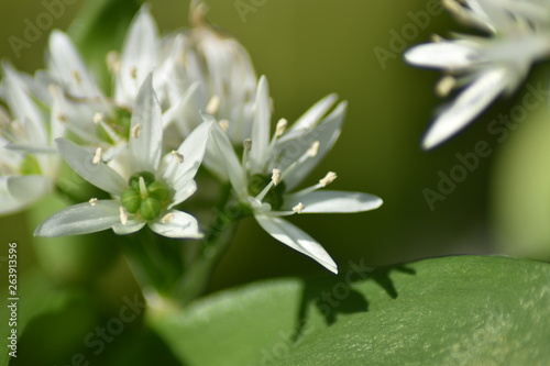 Blühender Bärlauch (Allium ursinum) - Bärlauchblüten