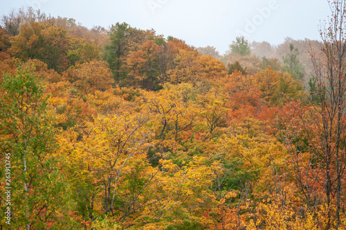 Fog serves to mute colors of New Hampshire fall foliage