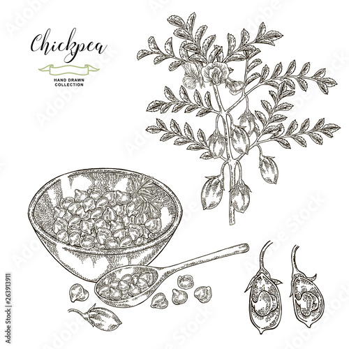 Chickpea plant, pods and seeds in wooden spoon and bowl. Hand drawn legumes. Vector illustration engraved.