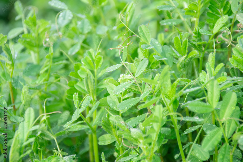 The common vetch with morning dew closed-up