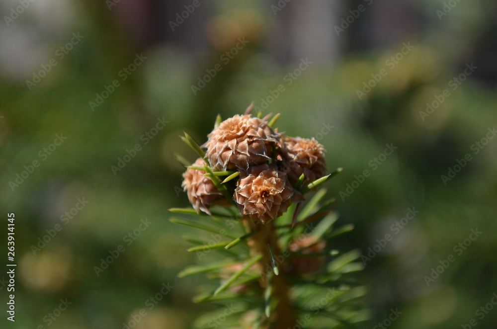 green spruce branches in the sun close up green spruce branches in the sun close up