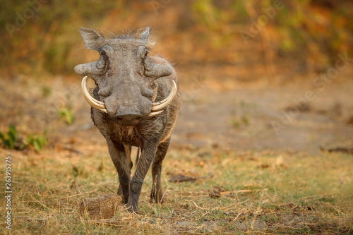 Great african warthog. Huge wild boar male in front of the camera. Wildlife scene with dangerous animal. Great tusker in the nature habitat. Phacochoerus africanus. photo