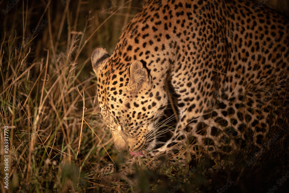 Obraz premium Leopard at night in the light of a spotlight with a kill