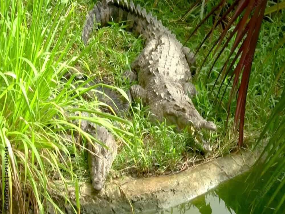 Crocodile in the grass by the river. Zooming. Crocodile in the grass by the river. Zooming.