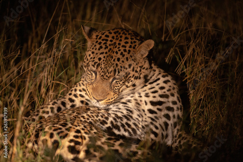 Leopard at night in the light of a spotlight with a kill