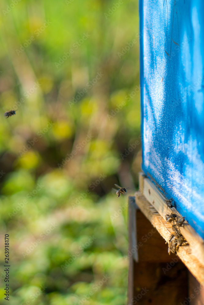 Bees working at the entrance to the hive. Bees carry bee pollen and nectar. Close-up of the entrance to the hive. Blue beehive. Bees working at the entrance to the hive. Bees carry bee pollen and nectar. Close-up of the entrance to the hive. Blue beehive.