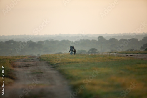 Landscape of Zebra in the early morning in an open area © Darrel