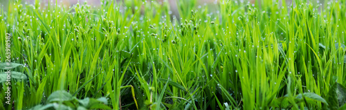 Green fresh young grass with dew drops in the morning, background for design_