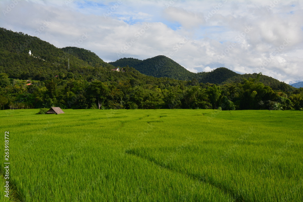 Rizières Pai Thaïlande