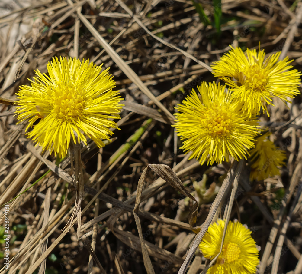 The first spring sunny flower, the symbol of the sun. Three coltsfoot flowers The first spring sunny flower, the symbol of the sun. Three coltsfoot flowers