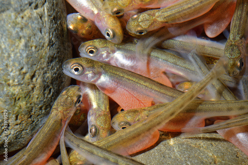 サケの稚魚 photo