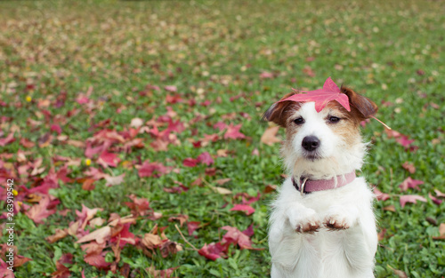 AUTUMN DOG. JACK RUSSELL PUPPY STANDING ON TWO HIND LEGS AND BEGGING ON PRAYING GESTURE WITH ITS FRONT PAWS ON FALL LEAVES GRASS.