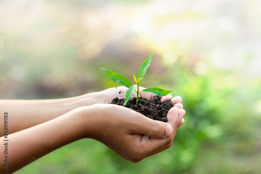 Hands are planting the seedlings into the soil Hands are planting the seedlings into the soil