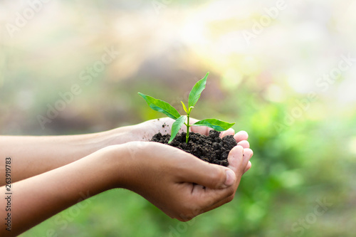 Hands are planting the seedlings into the soil