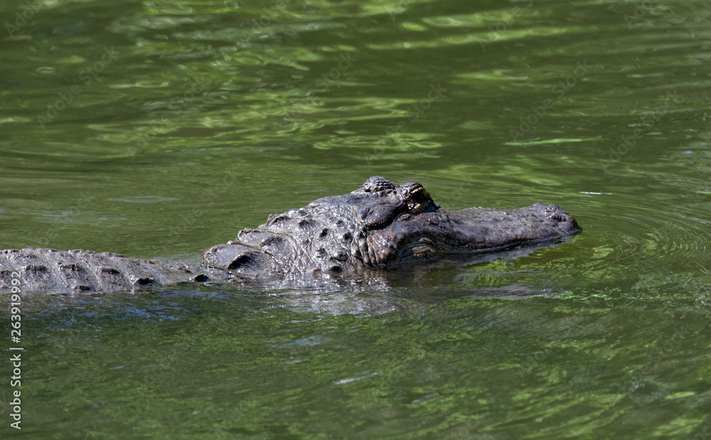 Slate gray American alligator is swimming in colorful green water close up.