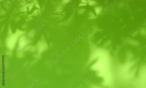 shadow leaf on green wall background