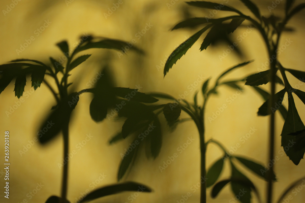 plant and shadows in close up for background plant and shadows in close up for background