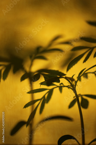 plant and shadows in close up for background