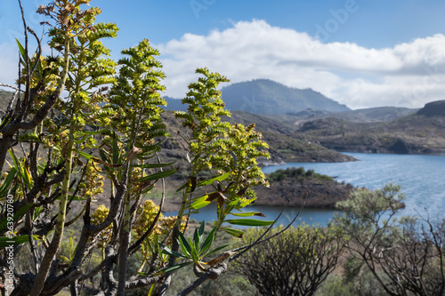 Planta en paisaje montañoso de las islas canarias