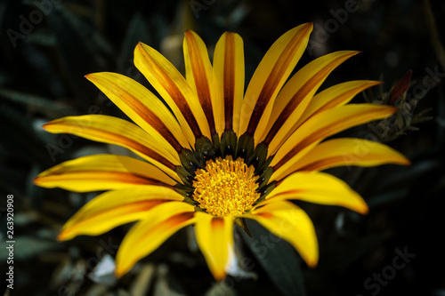 Yellow flowers photo with shallow depth of field Color toned image. Selective focus.