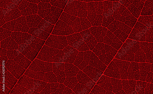 Fotografija red leaf texture