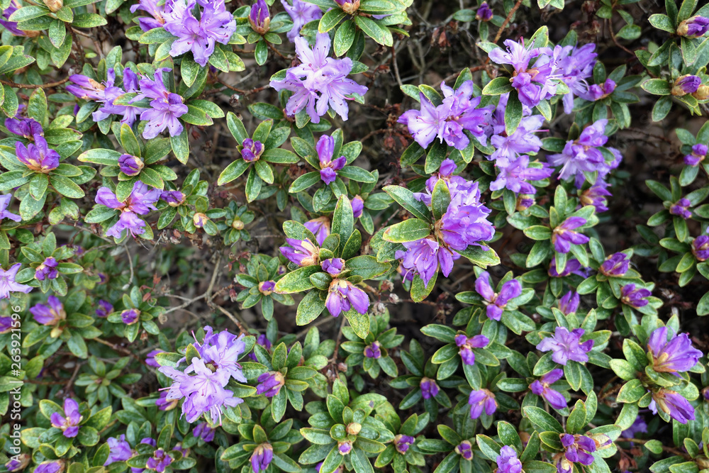 purple Azalea blossom in springtime. full frame. purple Azalea blossom in springtime. full frame.