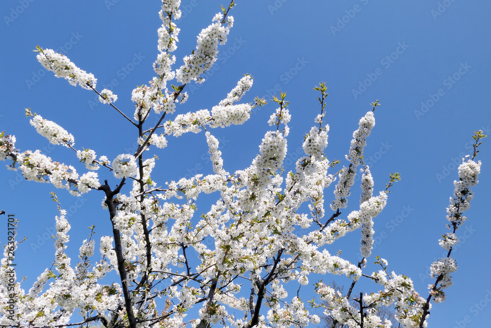 White cherry tree blossom in springtime against blue sky White cherry tree blossom in springtime against blue sky