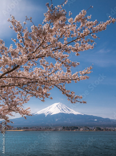 河口湖の桜 © Shinji Kuwayama