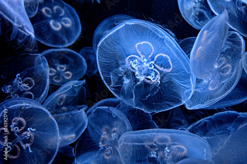Close up of translucent blue jellyfish on a black background