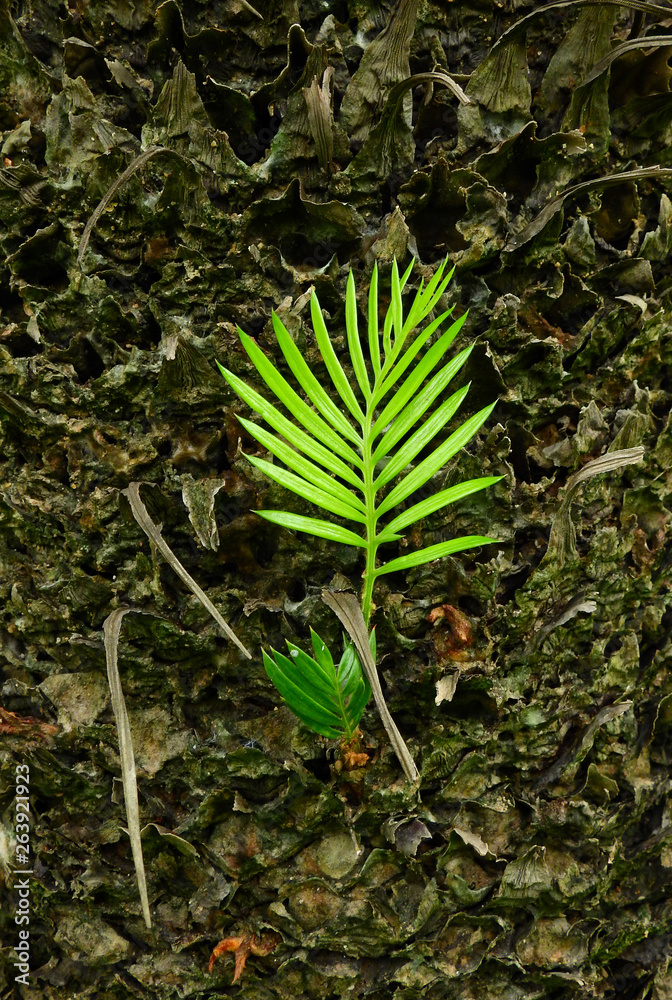 small green palm leaf grow on trunk of tree small green palm leaf grow on trunk of tree