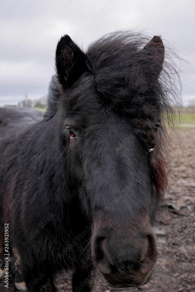 Pony in a close up. Standing