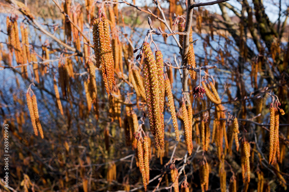 Fototapeta premium Lots of catkins